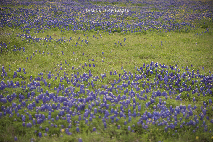 Bluebonnet mini sessions in Grapevine, Texas on April 19th, 2015.